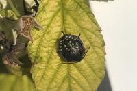 Nezara viridula