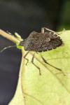 Halyomorpha halys