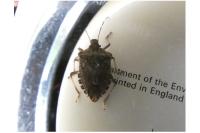Halyomorpha halys