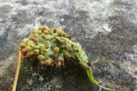 Daktulosphaira vitifoliae