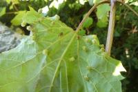 Daktulosphaira vitifoliae