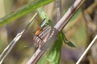 Graphosoma italicum
