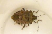 Halyomorpha halys
