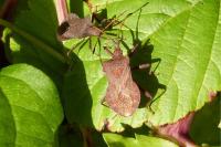 Coreus marginatus