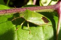 Palomena prasina