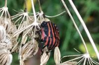 Graphosoma italicum