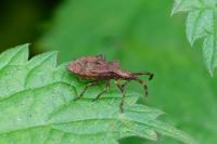 Coreus marginatus
