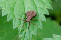 Coreus marginatus