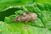 Aphrophora alni