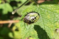 Nezara viridula
