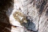 Rhaphigaster nebulosa