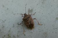 Halyomorpha halys
