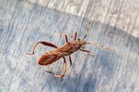 Camptopus lateralis