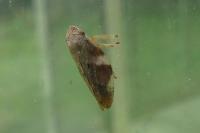 Aphrophora alni