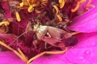Lygus pratensis