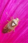Lygus pratensis