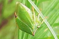 Stictocephala alta
