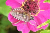 Dolycoris baccarum