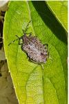 Halyomorpha halys