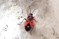 Melanocoryphus albomaculatus