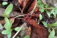 Pyrrhocoris apterus
