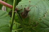 Coreus marginatus