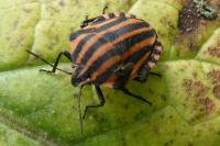 Graphosoma italicum