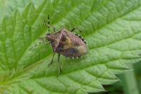 Dolycoris baccarum