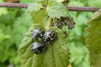 Nezara viridula