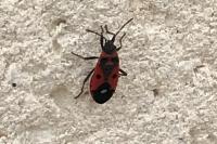 Melanocoryphus albomaculatus