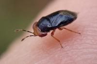 Geocoris erythrocephalus