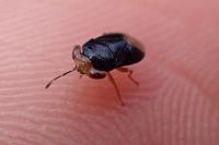 Geocoris erythrocephalus