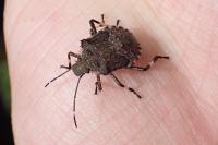Halyomorpha halys