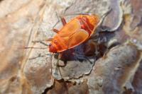 Pyrrhocoris apterus