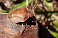 Peribalus strictus
