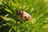 Lygus pratensis