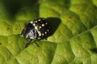 Nezara viridula
