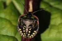 Nezara viridula
