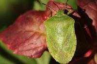 Nezara viridula
