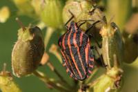 Graphosoma italicum