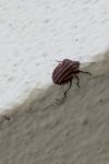 Graphosoma italicum