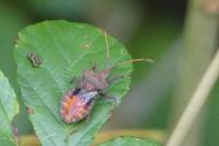 Coreus marginatus