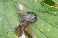 Nezara viridula