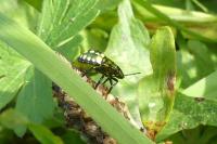 Nezara viridula