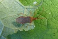 Gonocerus acuteangulatus