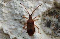Gonocerus acuteangulatus