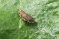 Philaenus spumarius
