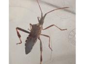 Leptoglossus occidentalis