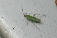 Trigonotylus