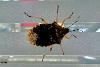Rhaphigaster nebulosa